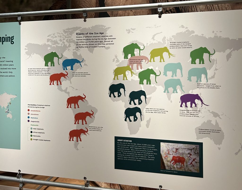 The map on the wall of the elephant exhibition depicting elephants and elephant relatives on every continent (except Australia and Antarctica)