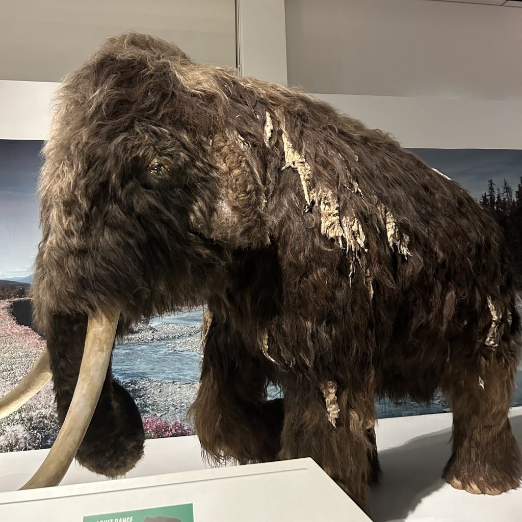 The faux-taxidermied woolly mammoth