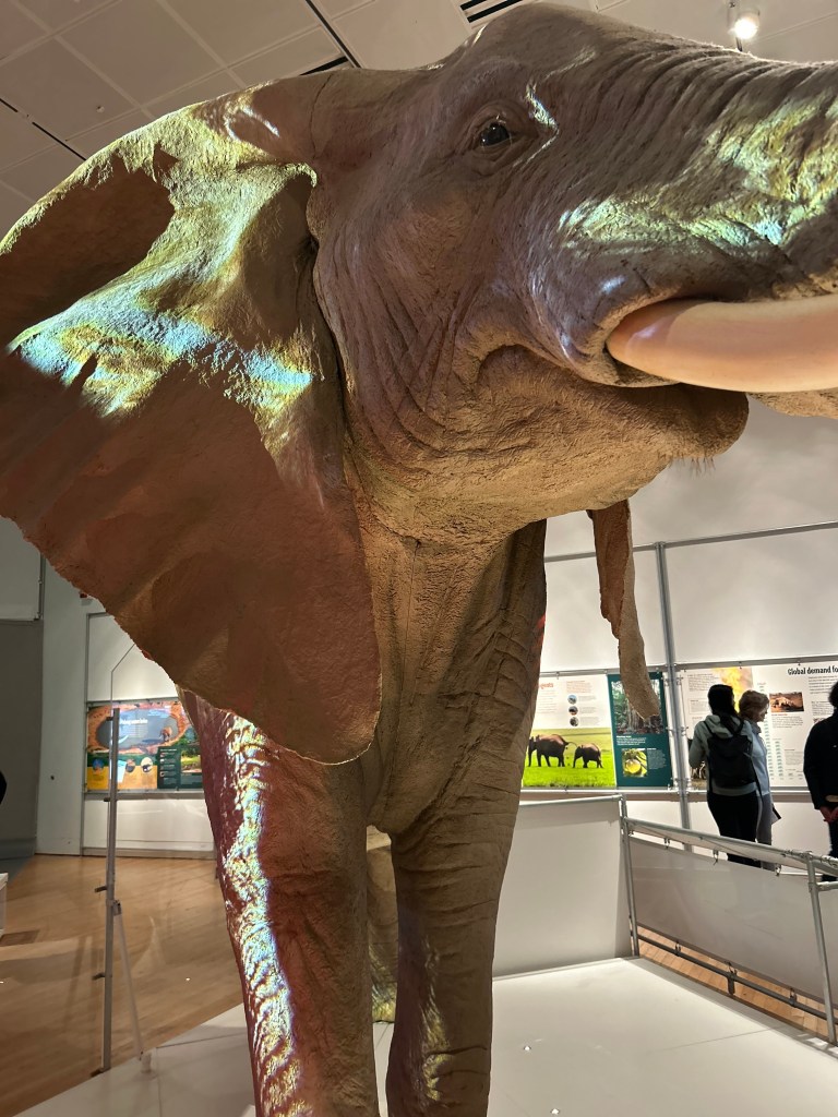 The fake plastic elephant with visible seams
